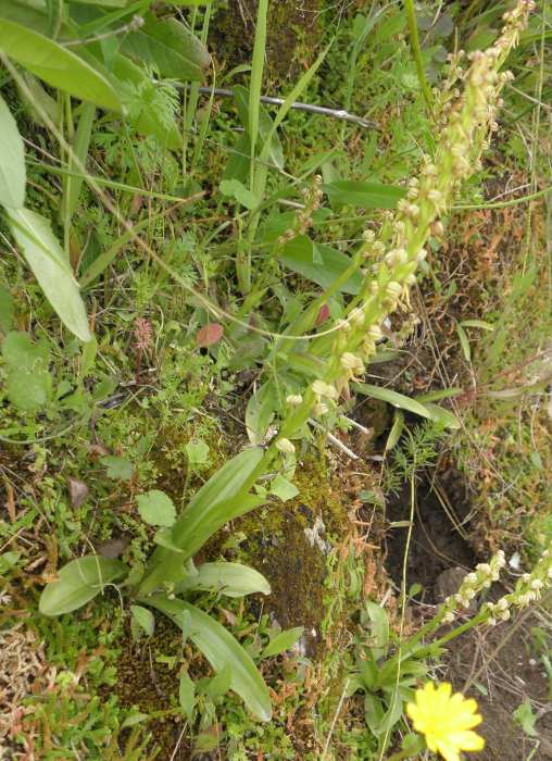 Orchidaceae (Sicilia) : Orchis anthropophora